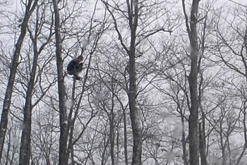 People in Trees © Ethan Crenson & Amanda Alic